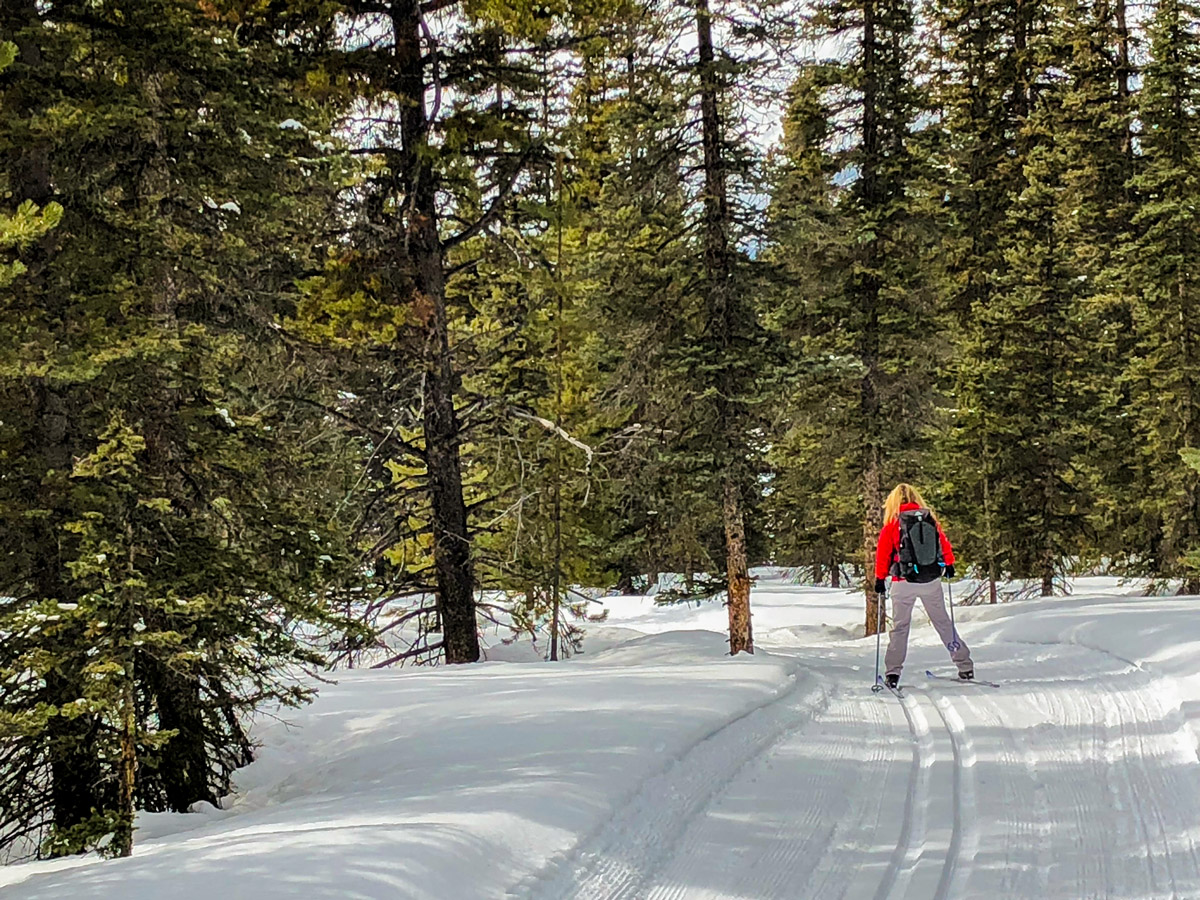 Skiing downhill on Pipestone Loop XC ski trail in Lake Louise, Banff National Park