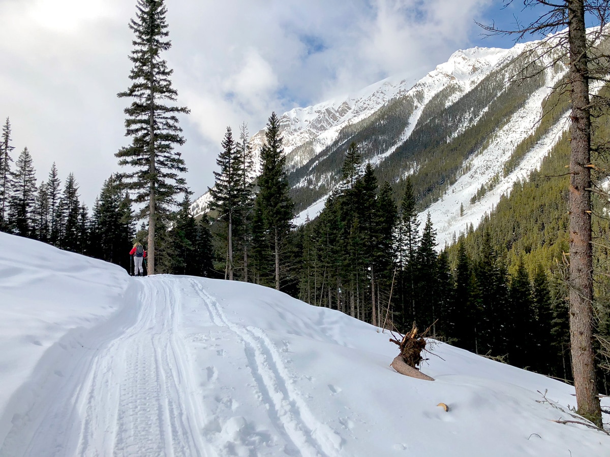 Avalanche zone on Redearth Creek XC ski trail from Lake Louise, Banff National Park, Alberta
