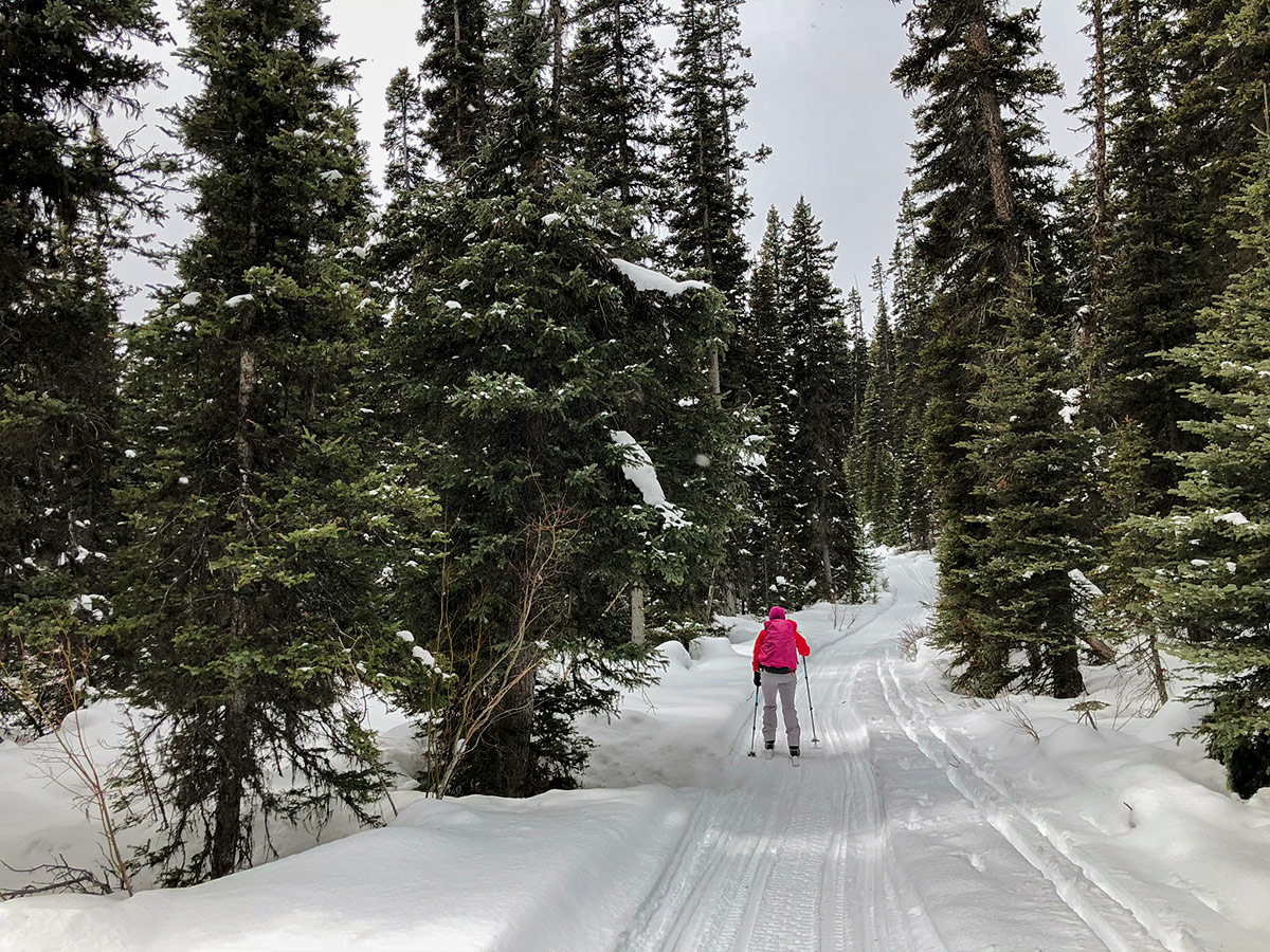 Heavy snow on Redearth Creek XC ski trail from Lake Louise, Banff National Park, Alberta