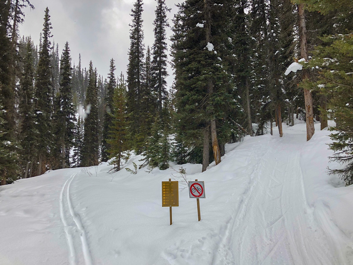 The path splits on Redearth Creek XC ski trail from Lake Louise, Banff National Park, Alberta