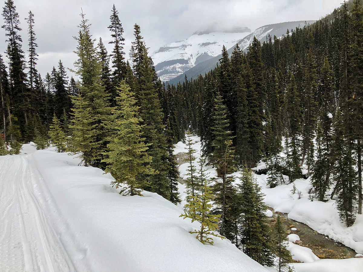 Beautiful panorama on Redearth Creek XC ski trail from Lake Louise, Banff National Park, Alberta