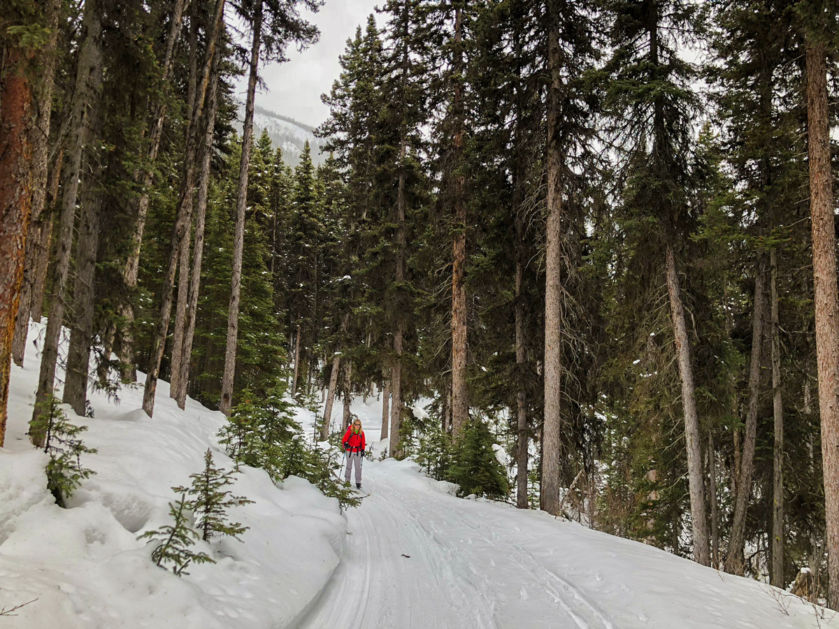 Skiing through the woods on Redearth Creek XC ski trail from Lake Louise, Banff National Park, Alberta