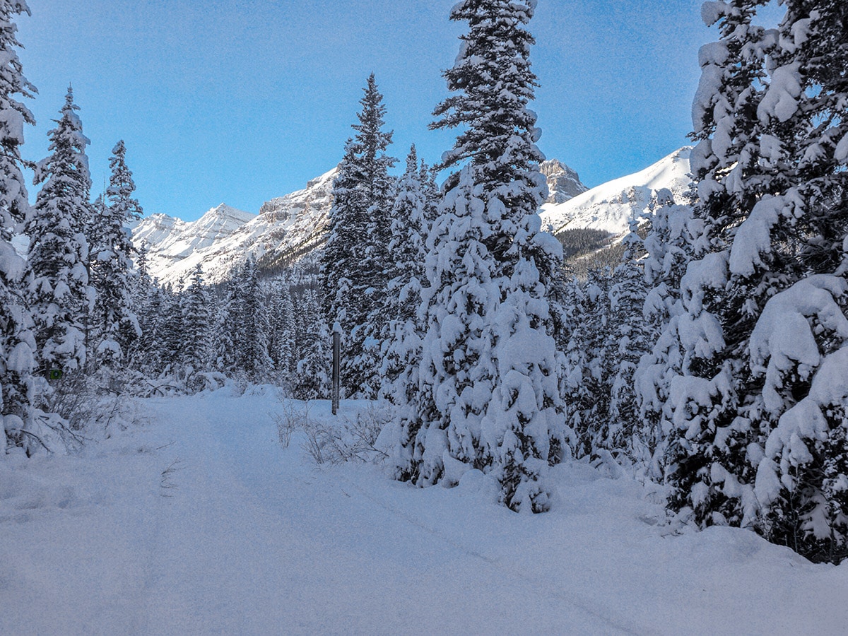 Path through the woods on Chateau to Village on Tramline and Bow River XC ski trail in Lake Louise, Banff National Park