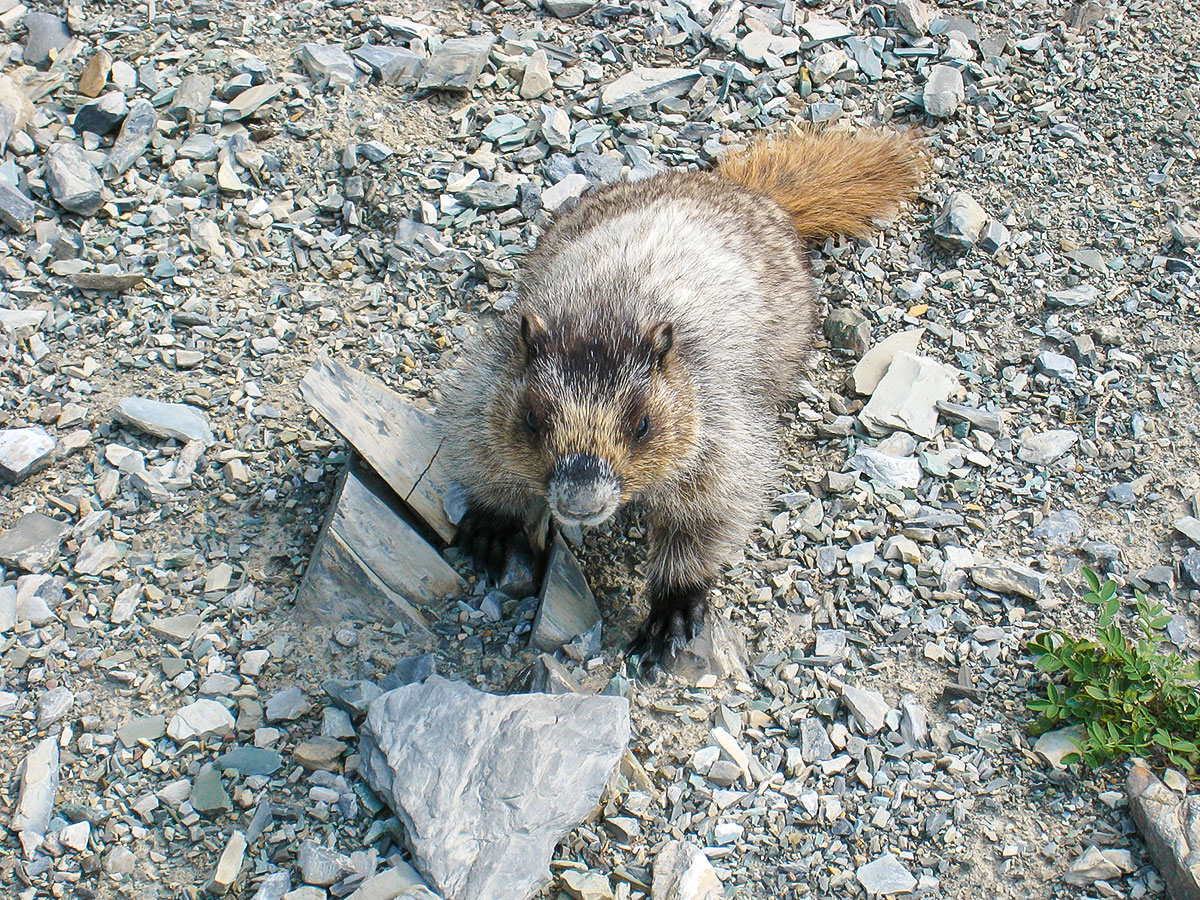 Marmot on Berg Lake backpacking trail in Jasper National Park