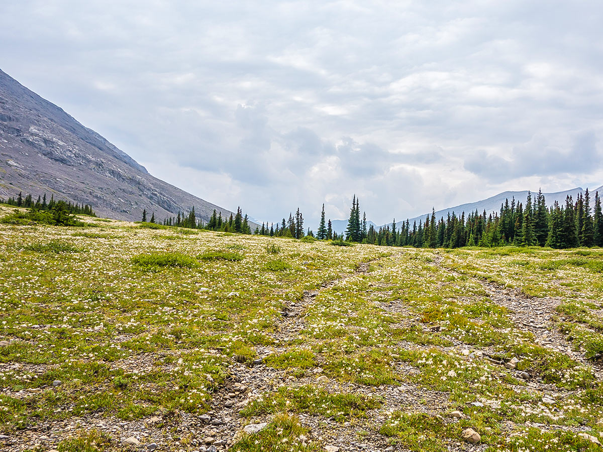 Eastern end of Rocky Pass on Cairn Pass backpacking trail in Jasper National Park