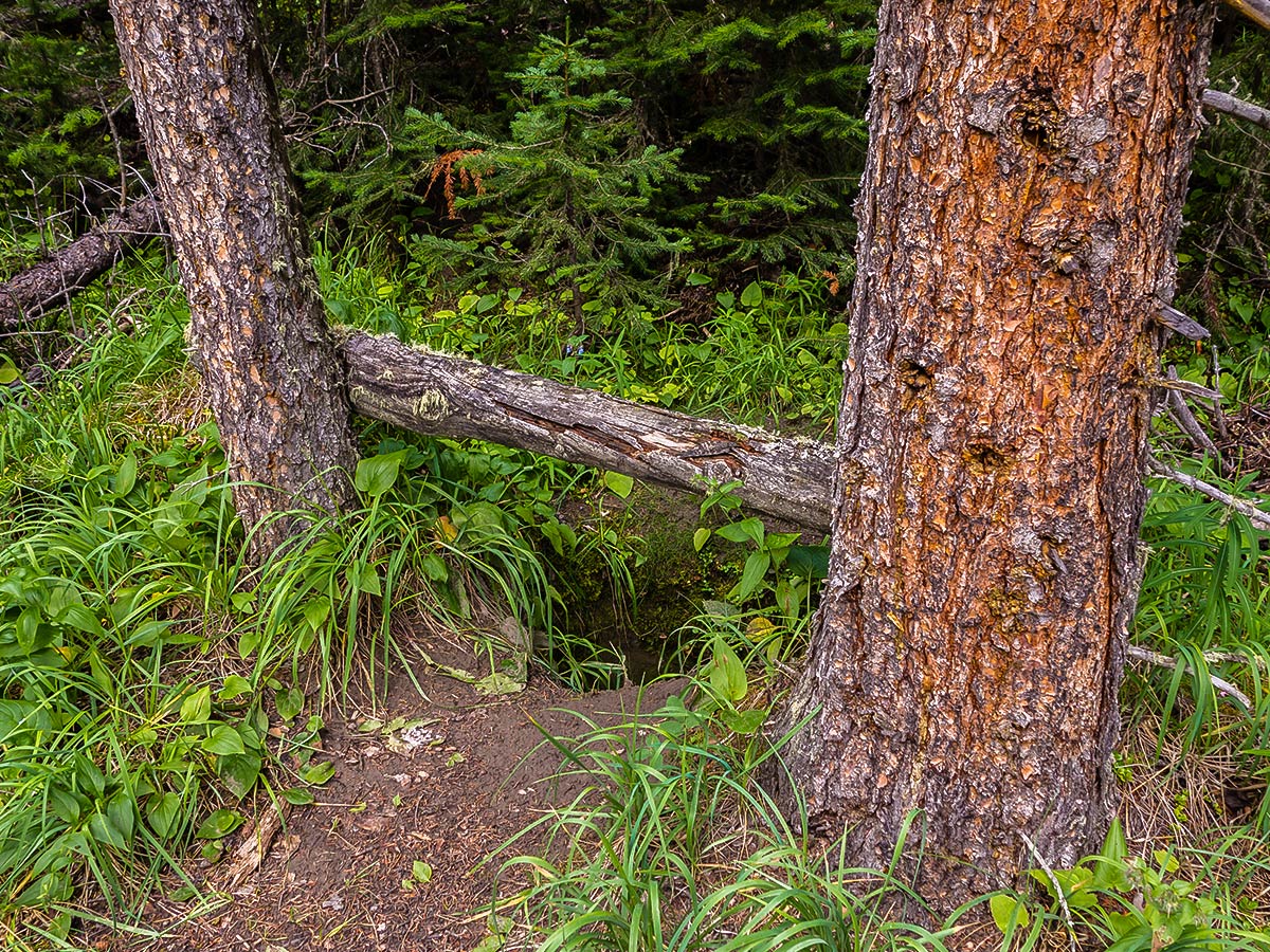 Toilet at Medicine Tent Campground on Cairn Pass backpacking trail in Jasper National Park