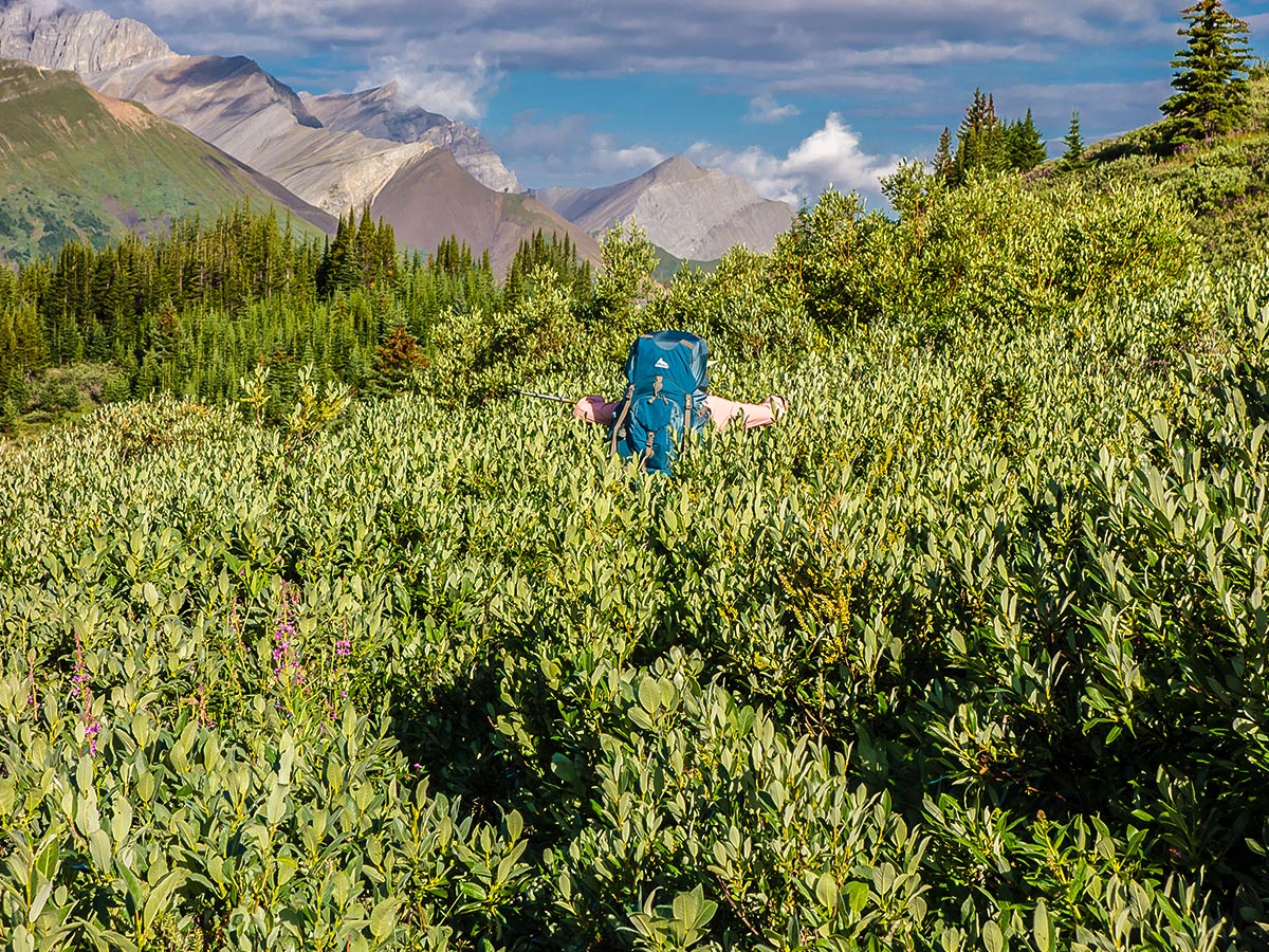Dense bushes on Cairn Pass backpacking trail in Jasper National Park