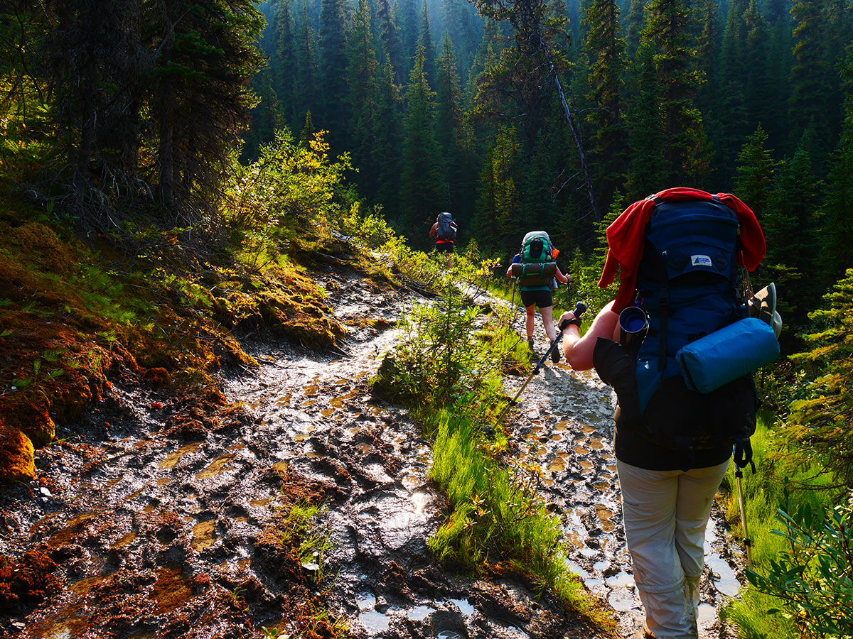 Wates-Gibson Hut trail on Tonquin Valley backpacking trail in Jasper National Park