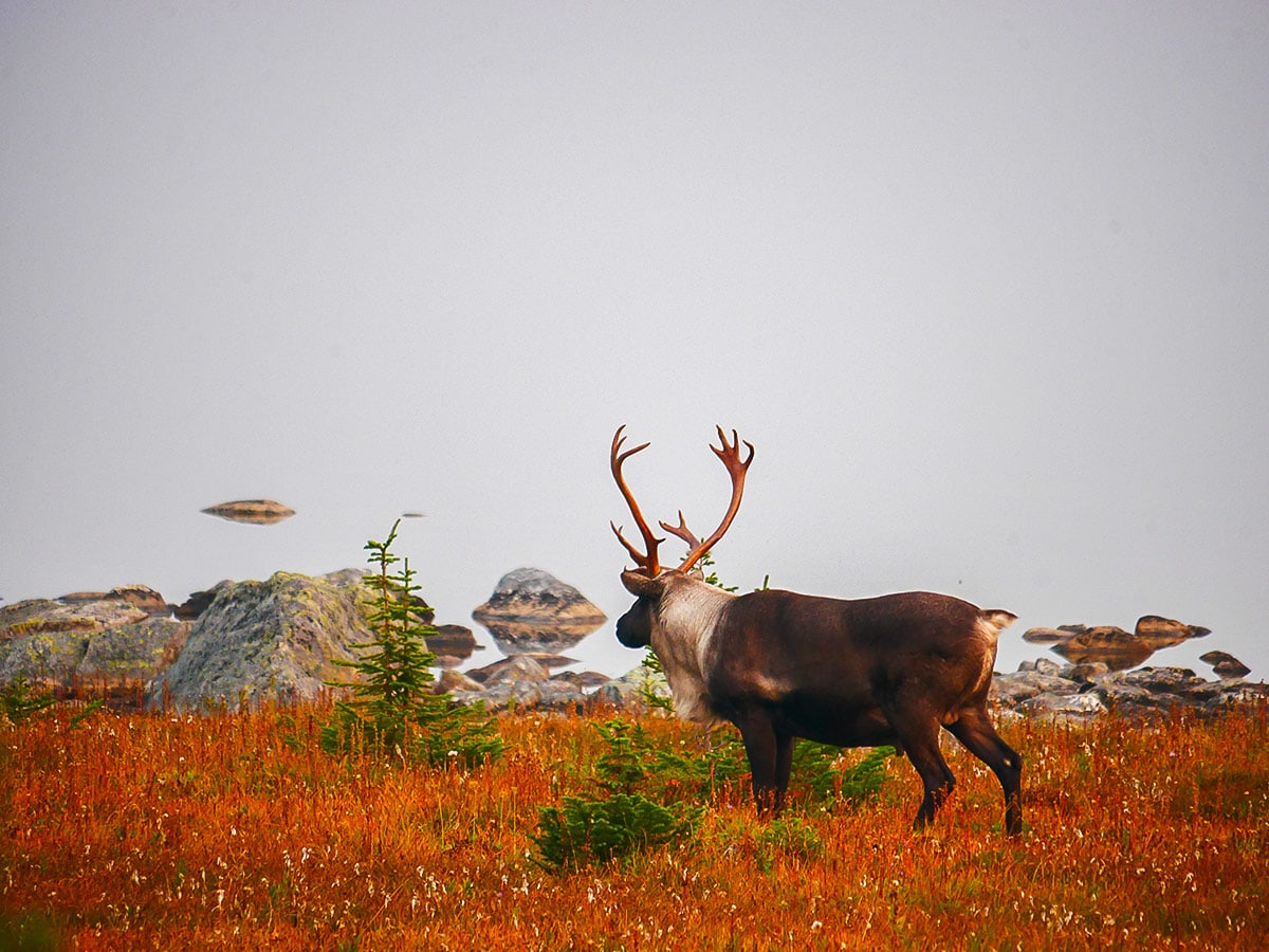 Caribou at Surprise Point on Tonquin Valley backpacking trail in Jasper National Park