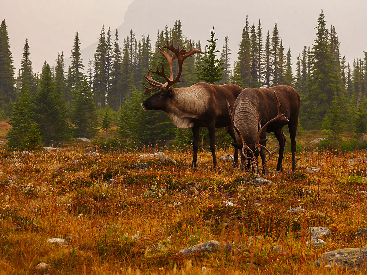 Two caribou on Tonquin Valley backpacking trail in Jasper National Park
