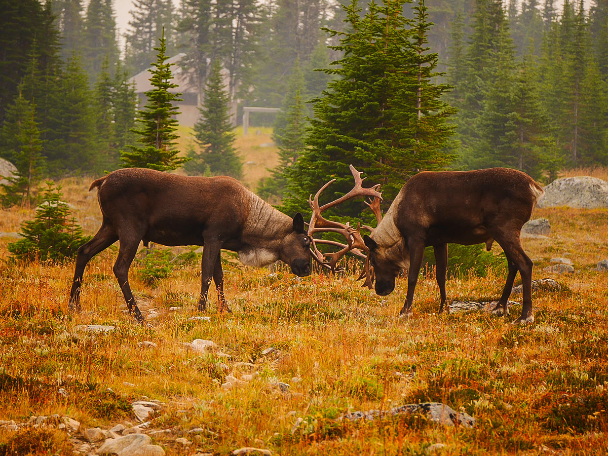 Caribou battle on Tonquin Valley backpacking trail in Jasper National Park