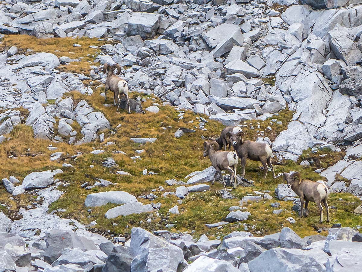 Bighorn sheep herd on The Fortress scramble in Kananaskis near Canmore, the Canadian Rockies