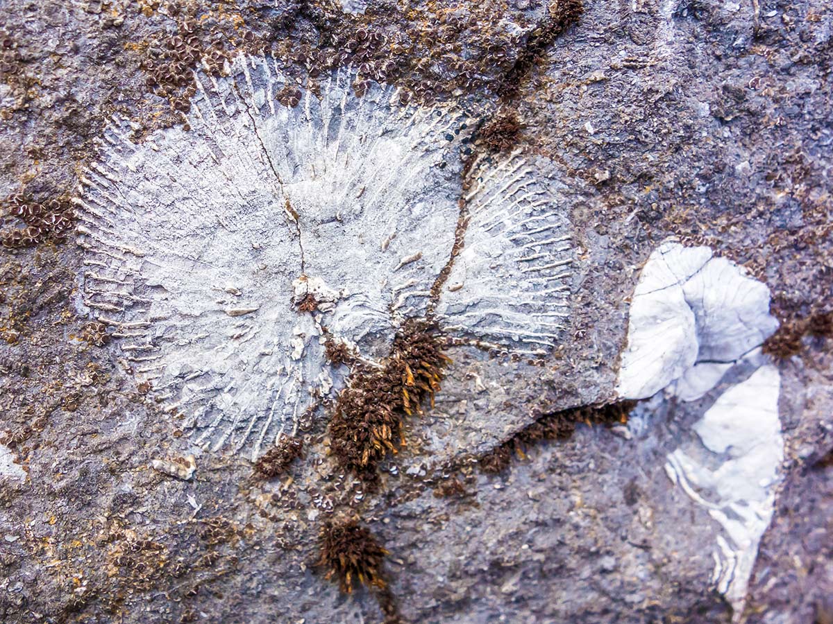 Fossils on The Fortress scramble in Kananaskis near Canmore, the Canadian Rockies