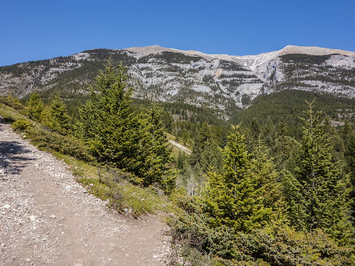 Grotto Mountain scramble in Canmore has amazing views