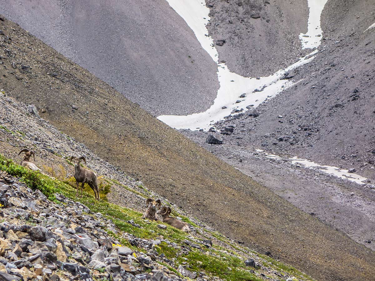 A group of rams on Mount Lougheed scramble in Kananaskis near Canmore, the Canadian Rockies