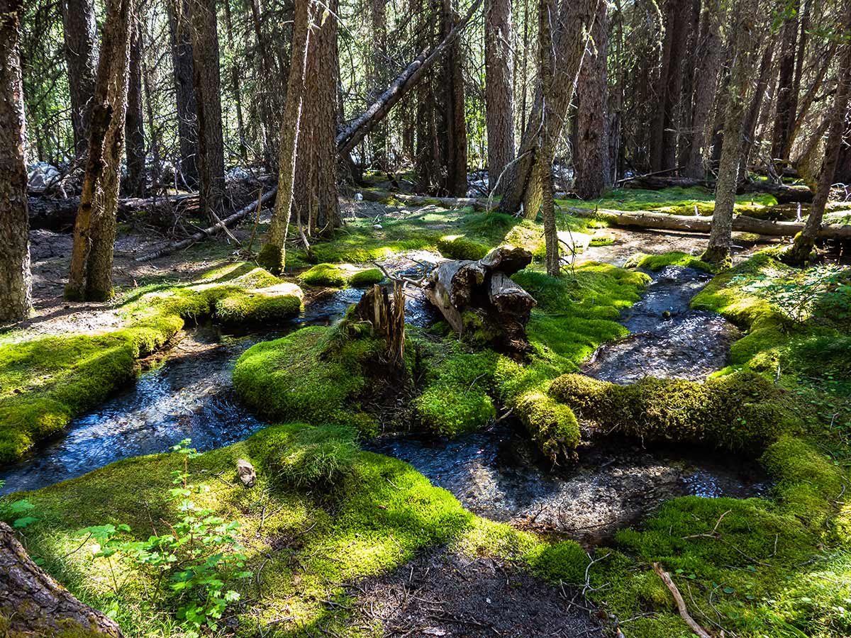 Forest on Mount Lougheed scramble in Kananaskis near Canmore, the Canadian Rockies