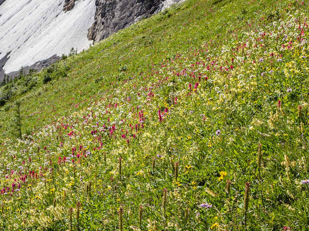 Wildflowers on Smutwood Peak scramble in Kananaskis near Canmore, the Canadian Rockies