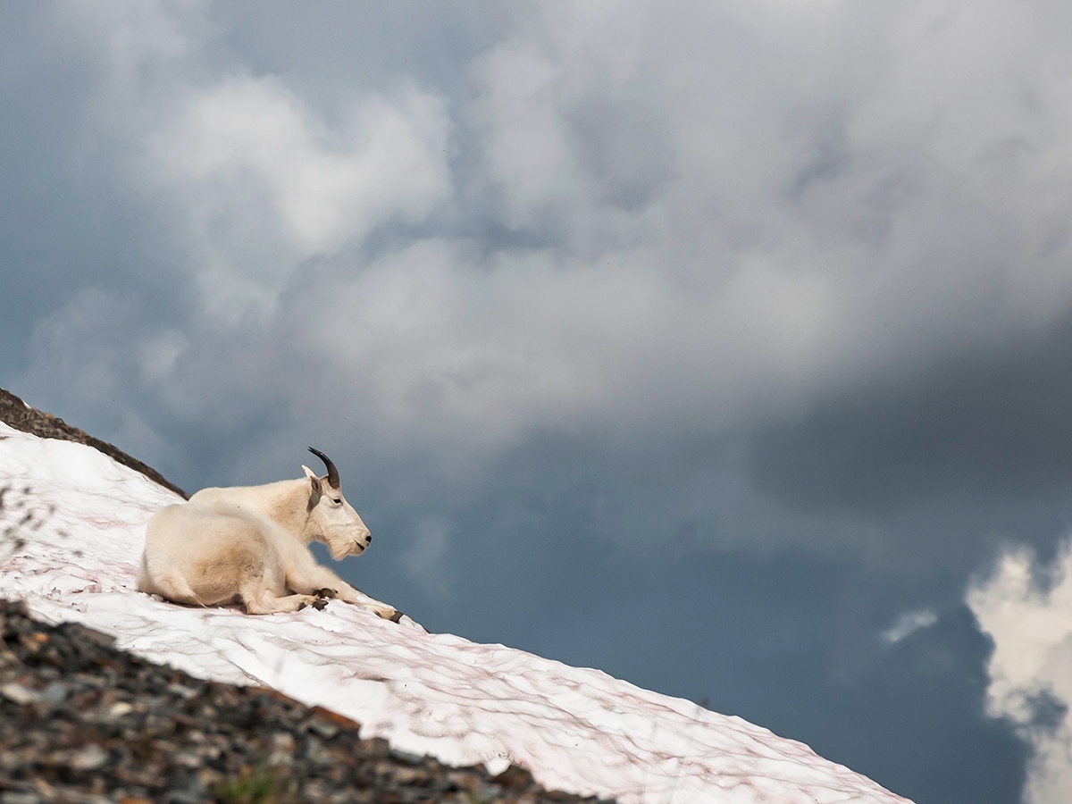 A mountain goat on Snow Peak scramble in Kananaskis near Canmore, the Canadian Rockies