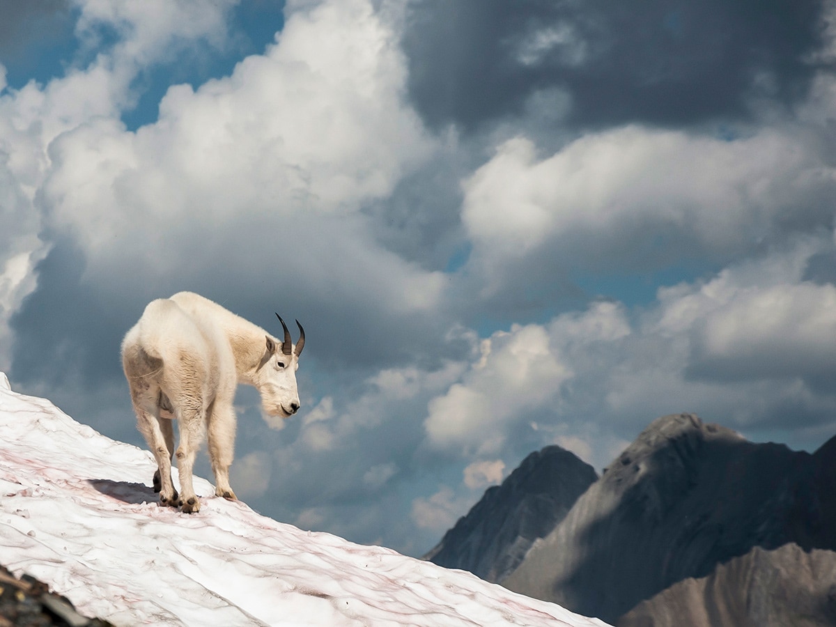 Fauna on Snow Peak scramble in Kananaskis near Canmore, the Canadian Rockies