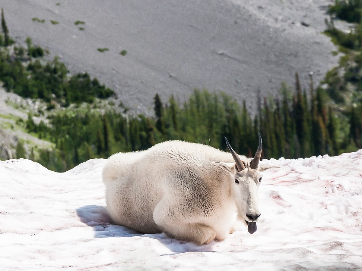 Mountain goat met on Snow Peak scramble in Kananaskis near Canmore