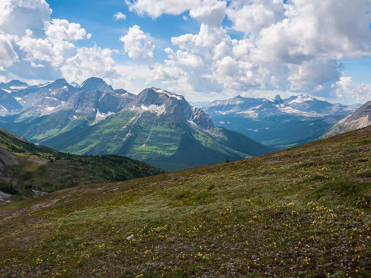 Wildflowers along the trail of Snow Peak scramble in Kananaskis near Canmore, the Canadian Rockies