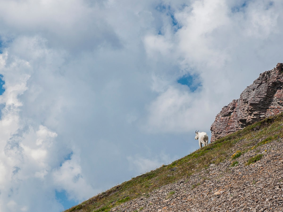 Mountain goat on Snow Peak scramble in Kananaskis near Canmore, the Canadian Rockies