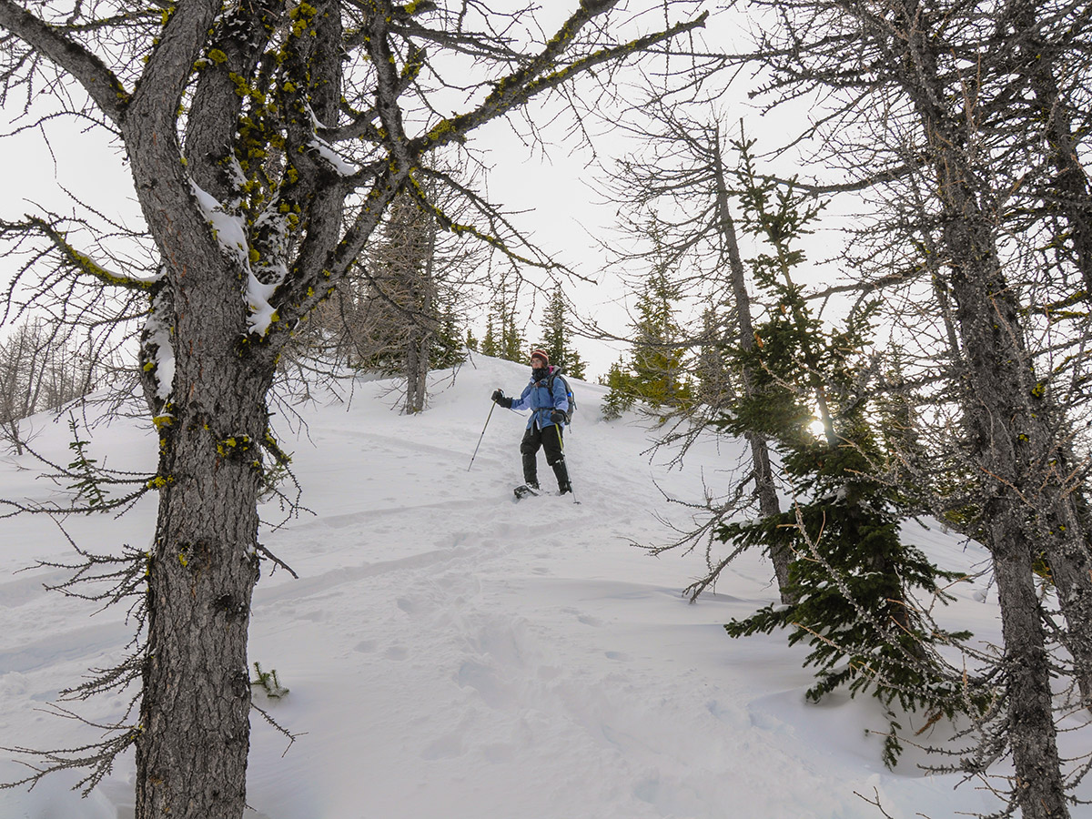 Descending on Commonwealth Ridge snowshoe trail in Kananaskis near Canmore