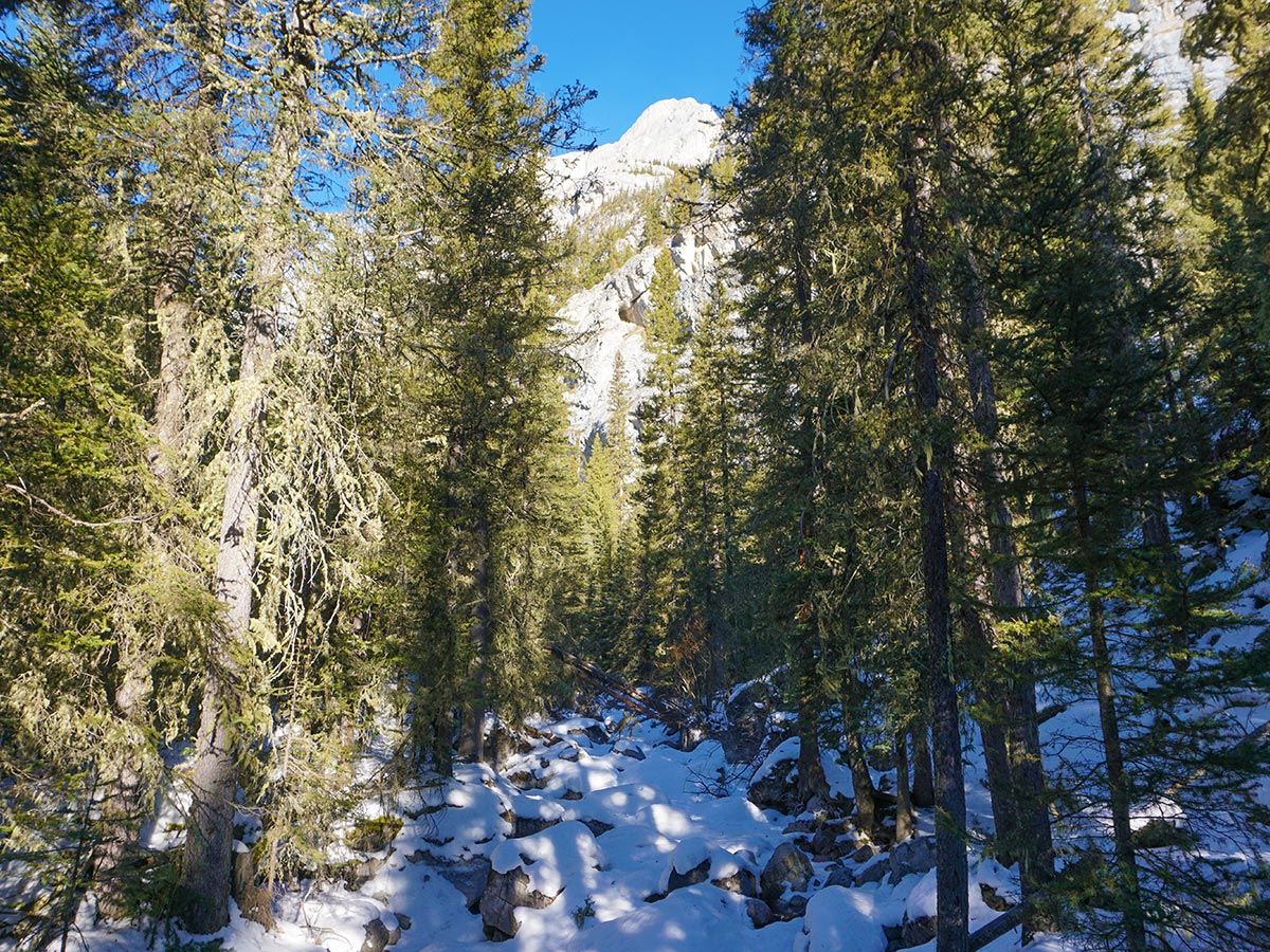 Approaching the creek on Galatea Creek and Lillian Lake snowshoe trail in Kananaskis near Canmore