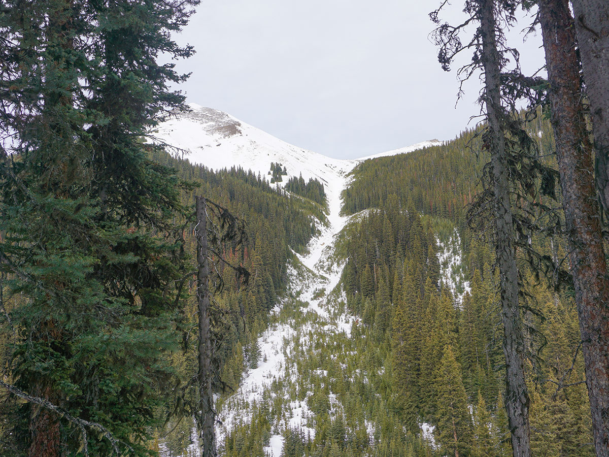 Avalanche path on Galatea Creek and Lillian Lake snowshoe trail in Kananaskis near Canmore