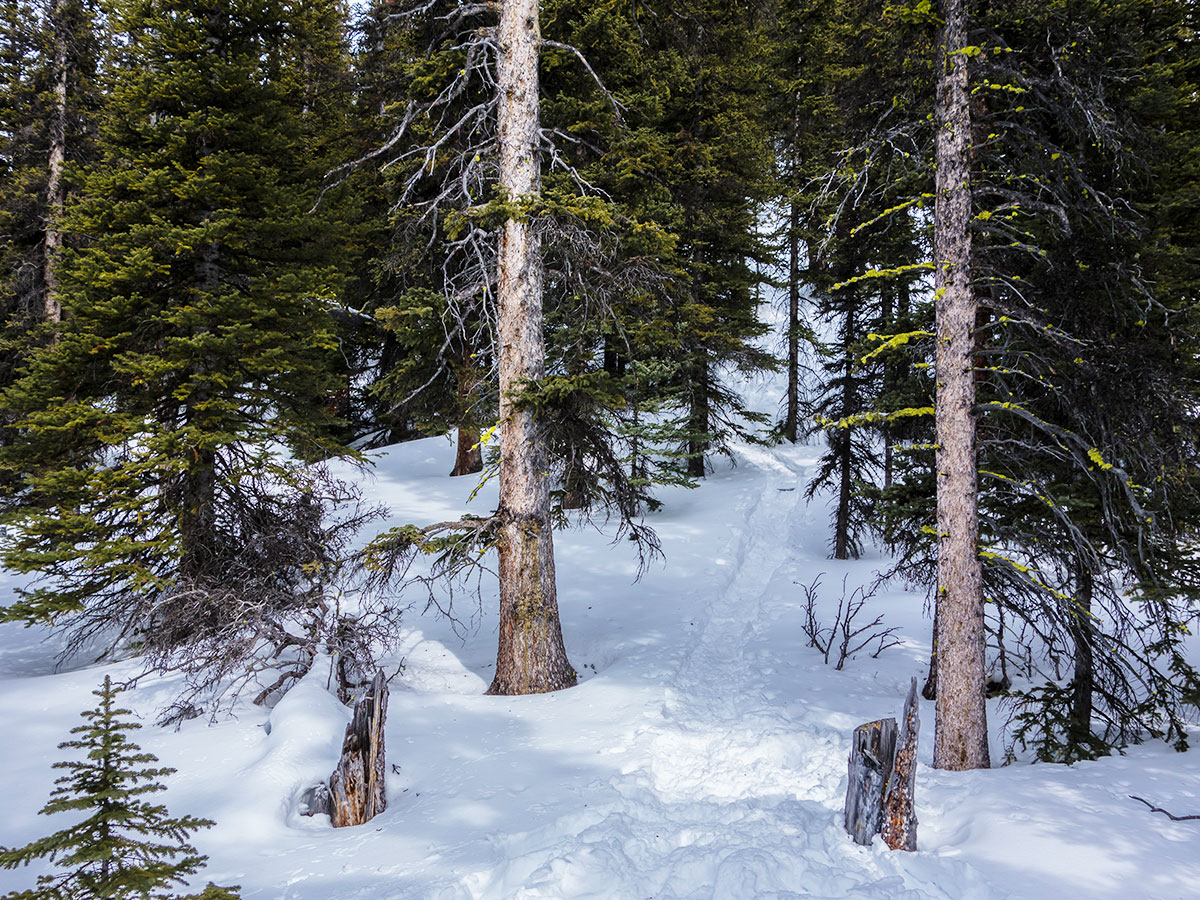 Path through the forest on Little Lougheed snowshoe trail in Kananaskis near Canmore