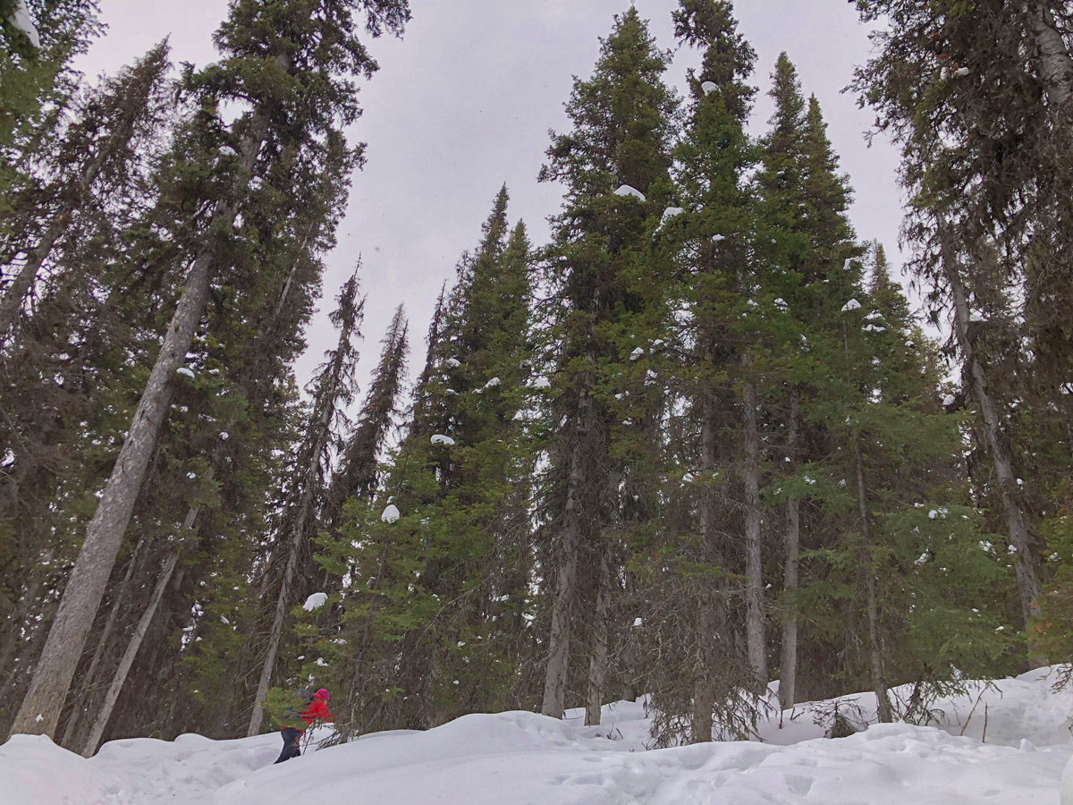 Trail through the forest on Rawson Lake snowshoe trail in Kananaskis near Canmore