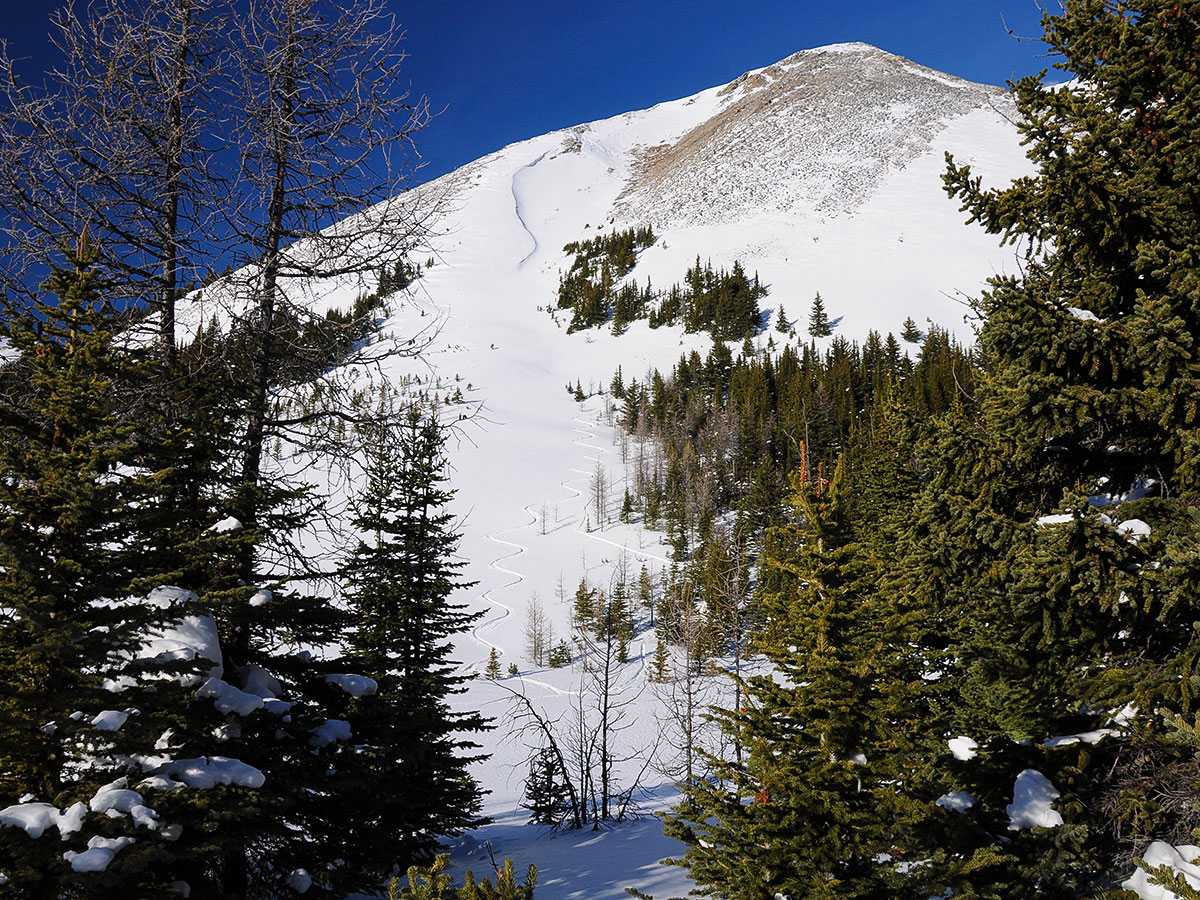 Ski tracks on avalanche slope on Rummel Lake snowshoe trail in Kananaskis near Canmore