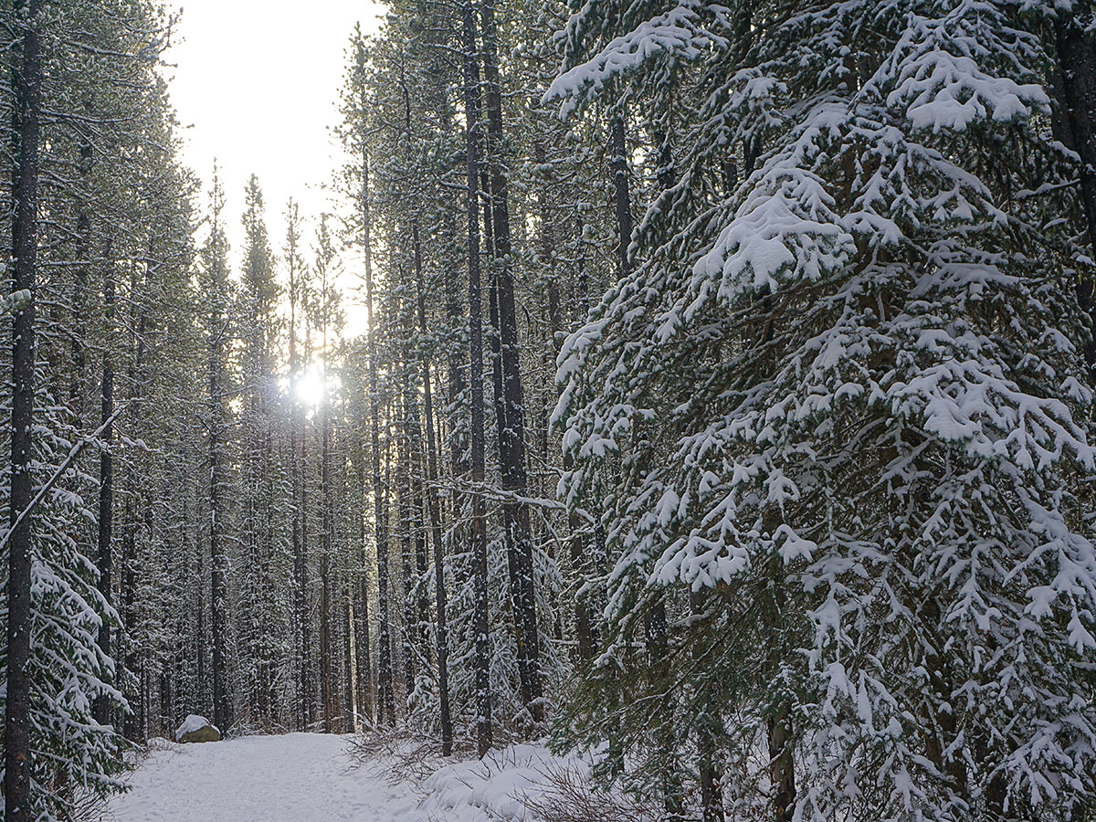 Path through the forest on Troll Falls and Hay Meadows snowshoe trail in Kananaskis near Canmore