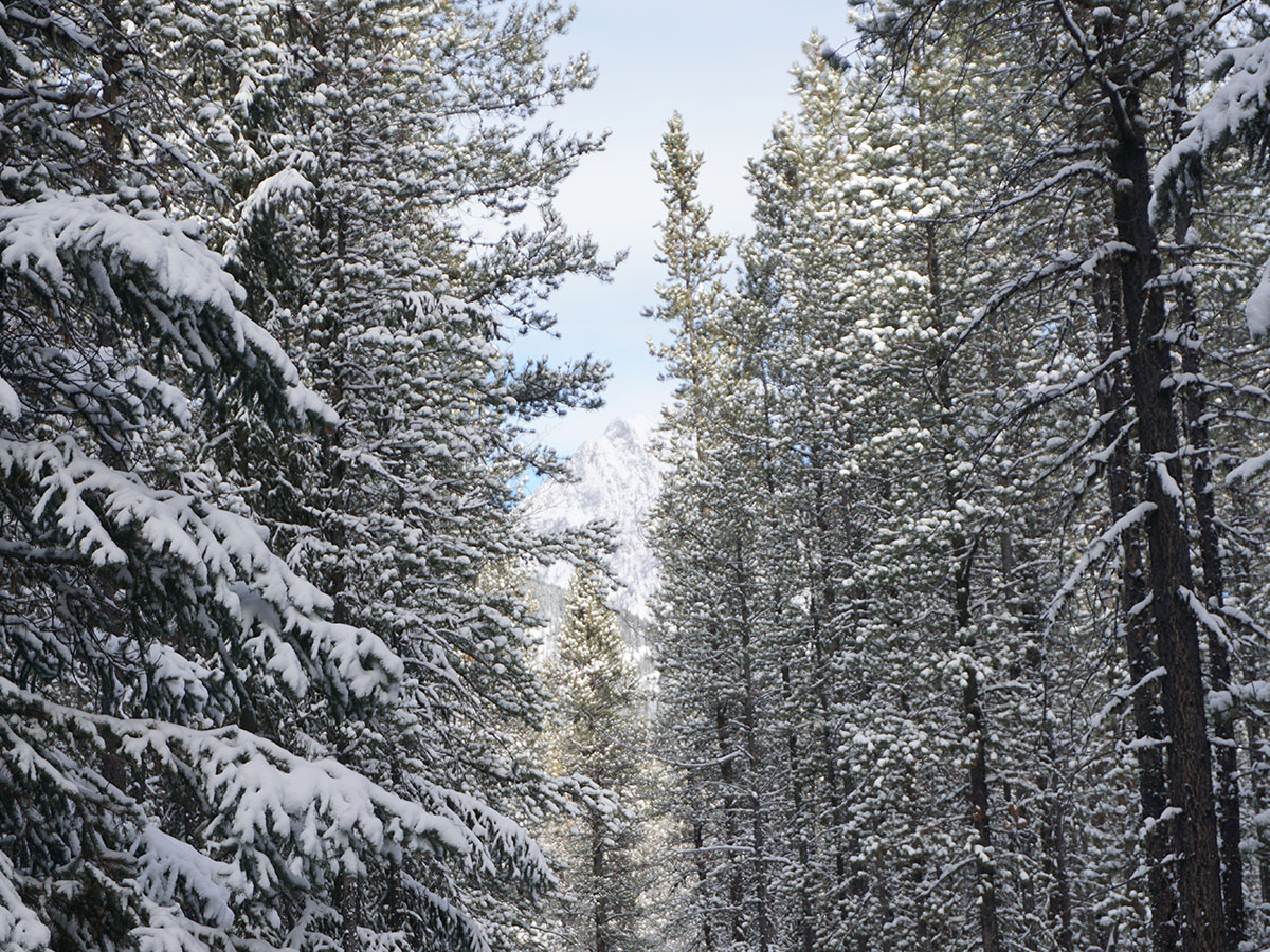 Views along Troll Falls and Hay Meadows snowshoe trail in Kananaskis near Canmore