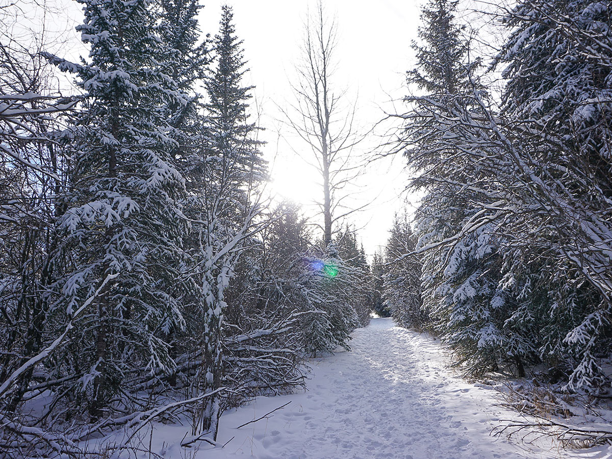 Path of Troll Falls and Hay Meadows snowshoe trail in Kananaskis near Canmore