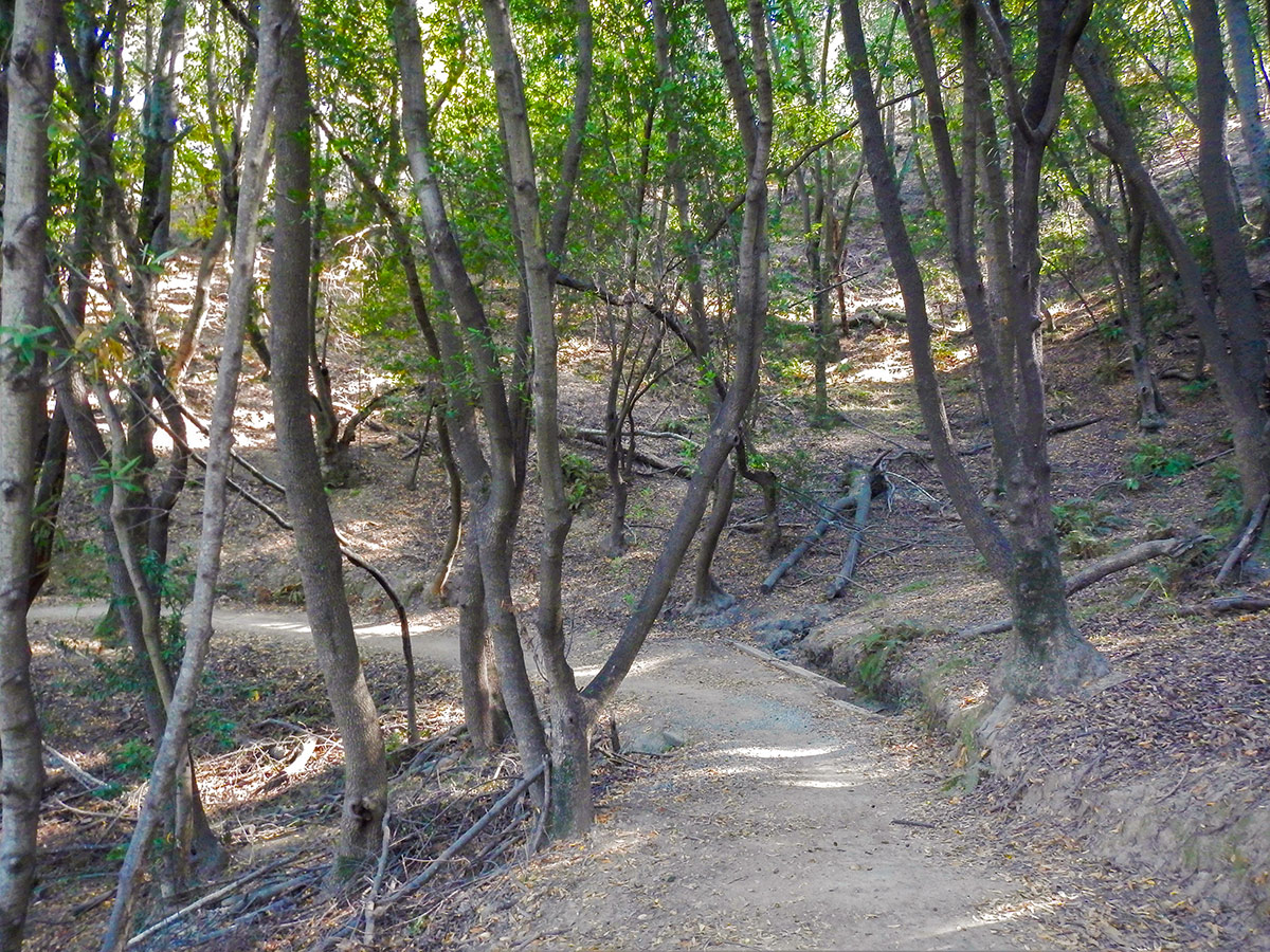 Grove of trees on China Camp Loop hike in North Bay of San Francisco, California