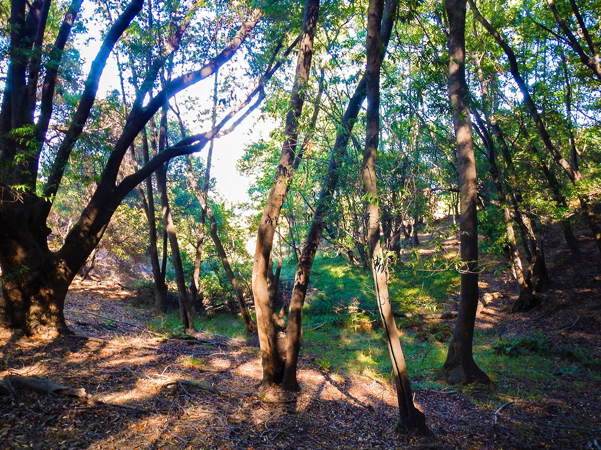 Shady spot on China Camp Loop hike in North Bay of San Francisco, California