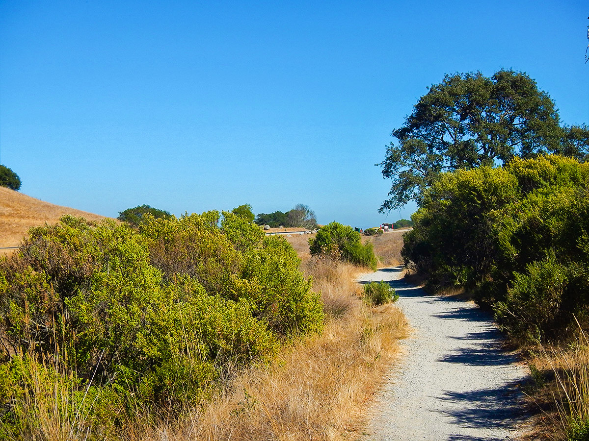 Native shrubs on China Camp Loop hike in North Bay of San Francisco, California