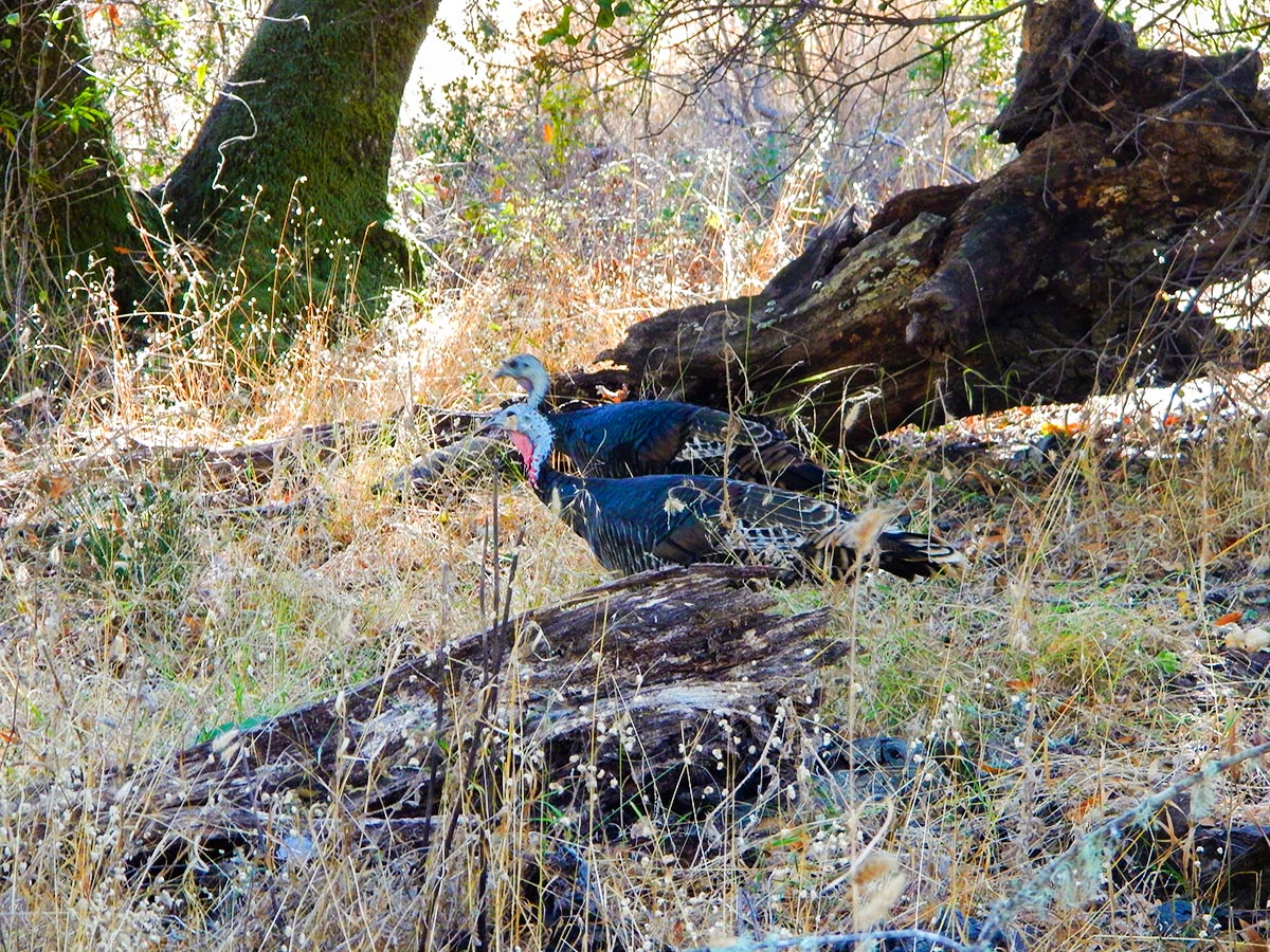 Turkeys on China Camp Loop hike in North Bay of San Francisco, California