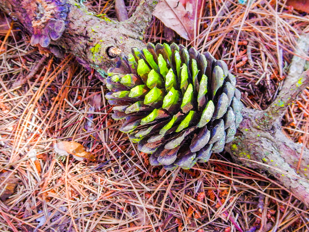 Moldy pine cone on Kirby Cove hike in North Bay of San Francisco, California