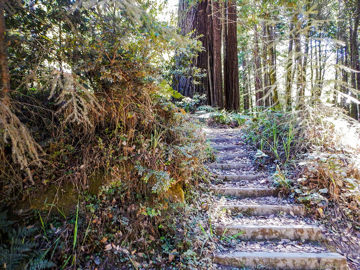 Timber staircase on Kruse Rhododendron State Natural Reserve hike in North Bay of San Francisco, California