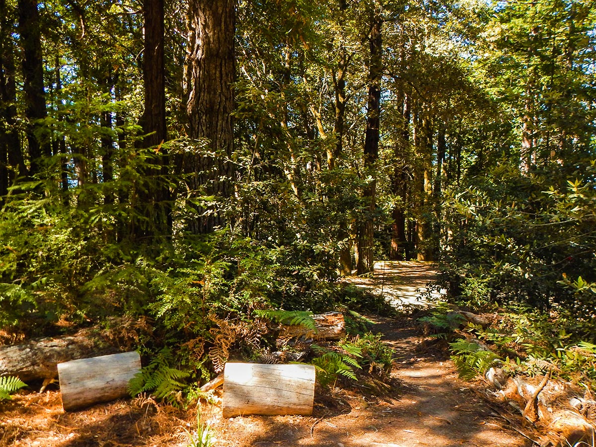 Glimpse into the foliage on Kruse Rhododendron State Natural Reserve hike in North Bay of San Francisco, California