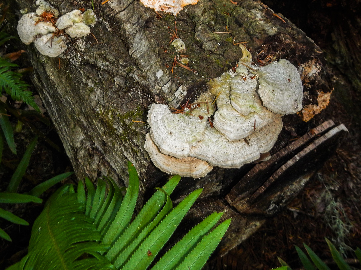 White platelet mushrooms on Kruse Rhododendron State Natural Reserve hike in North Bay of San Francisco, California