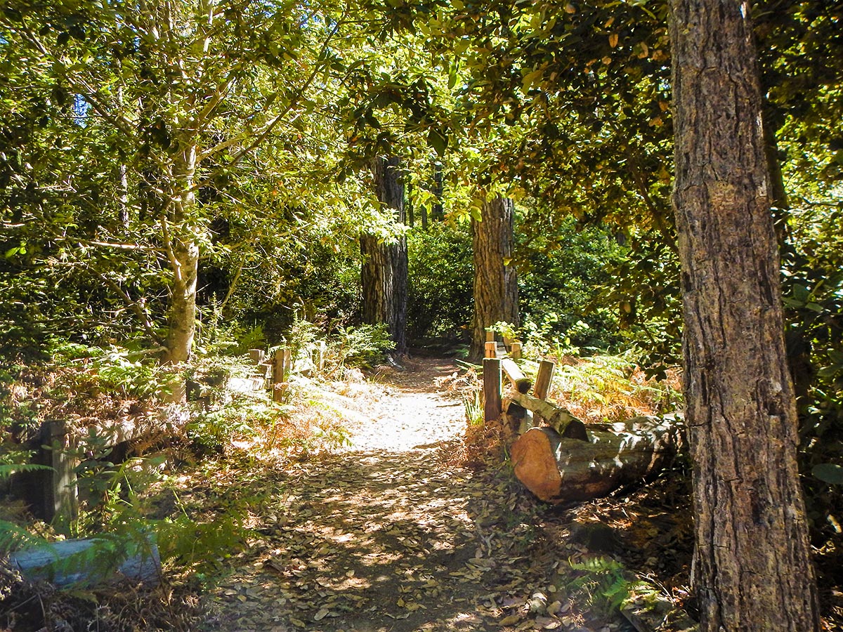 Sunlight on Kruse Rhododendron State Natural Reserve hike in North Bay of San Francisco, California