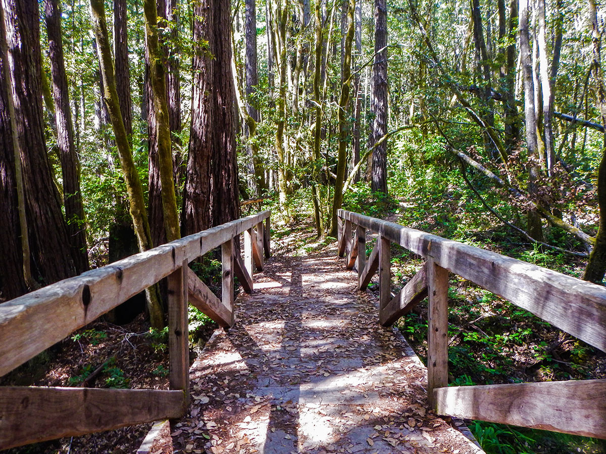 Bridge over the seasonal stream on Kruse Rhododendron State Natural Reserve hike in North Bay of San Francisco, California