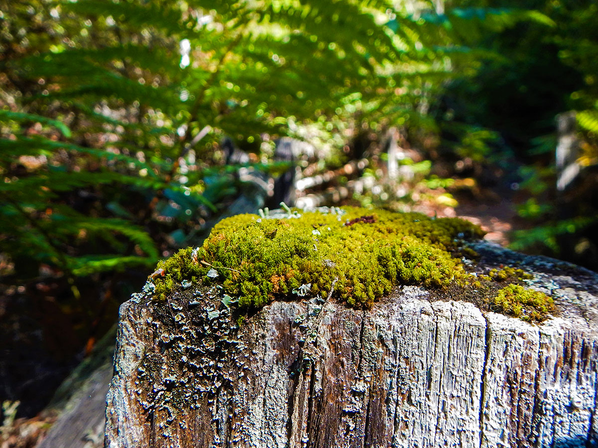 Moss of a fence post on Kruse Rhododendron State Natural Reserve hike in North Bay of San Francisco, California