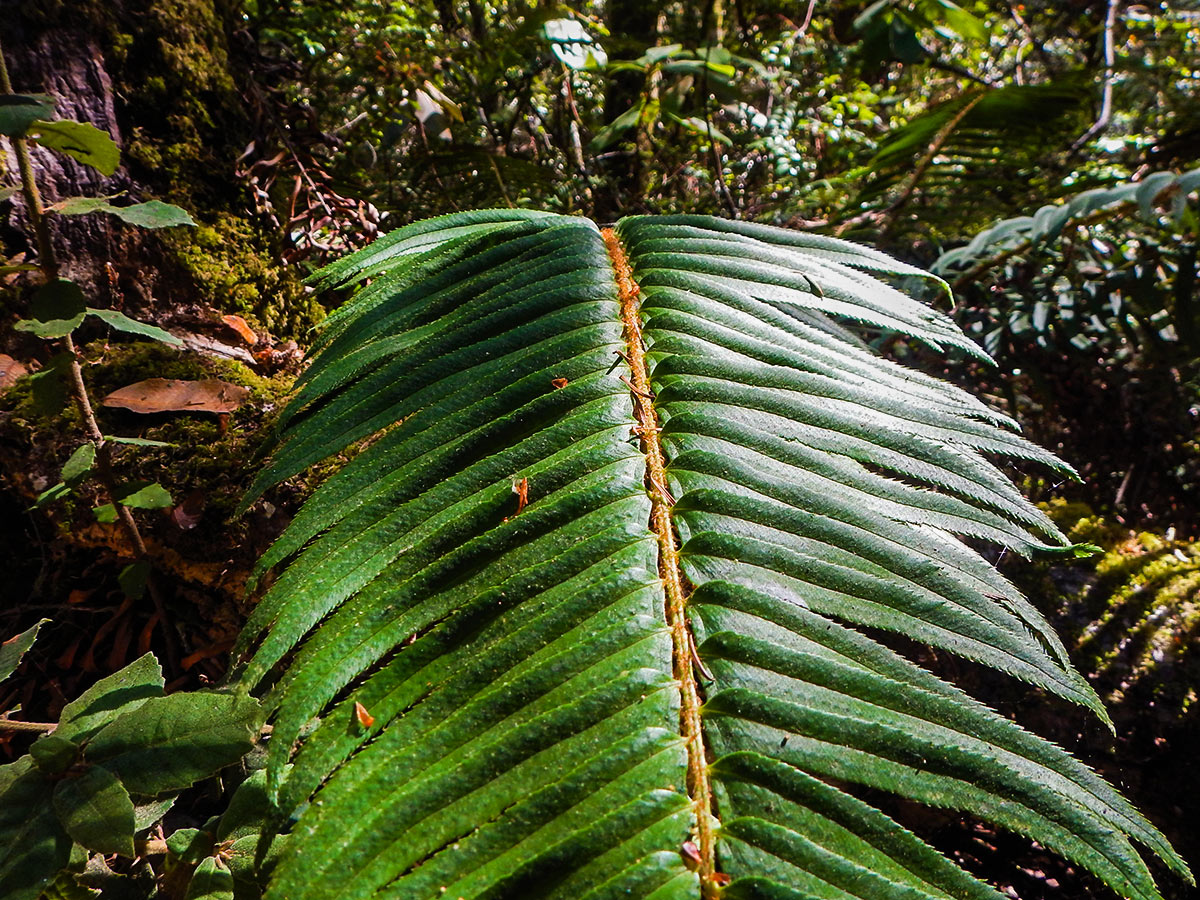 Native fern on Kruse Rhododendron State Natural Reserve hike in North Bay of San Francisco, California