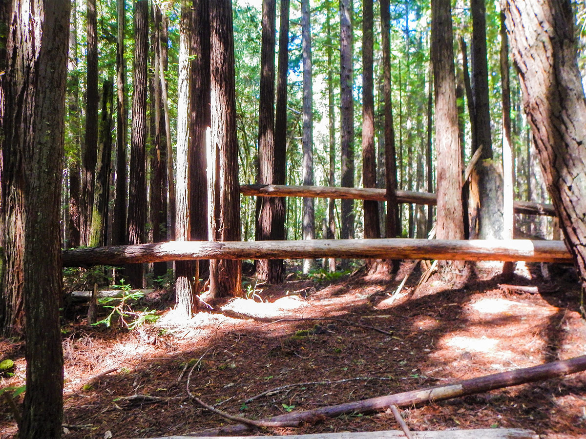 Fallen trees on Kruse Rhododendron State Natural Reserve hike in North Bay of San Francisco, California