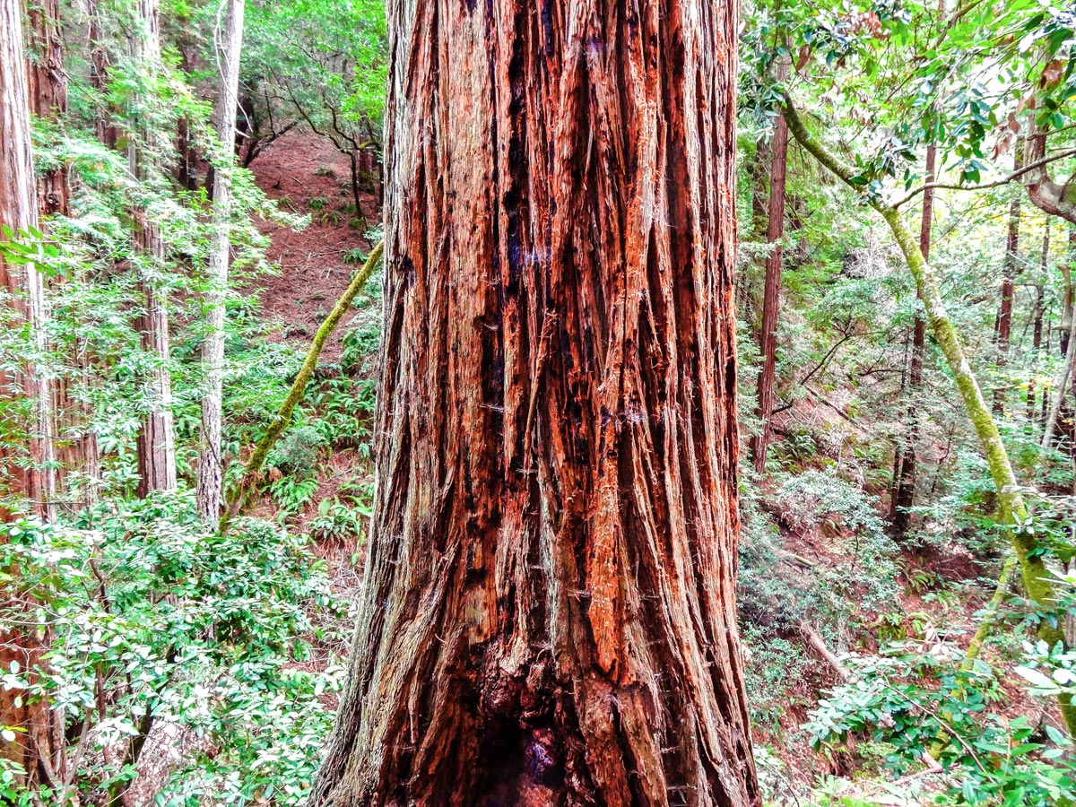 Old growth redwood on Mt. Tamalpais Pantoll Loop hike in North Bay of San Francisco, California