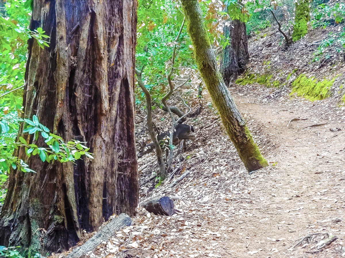 Deer on Mt. Tamalpais Pantoll Loop hike in North Bay of San Francisco, California